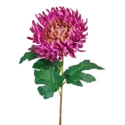 CHRYZANTEMA PŁASKA NA ŁODYDZE 65CM GREEN PURPLE