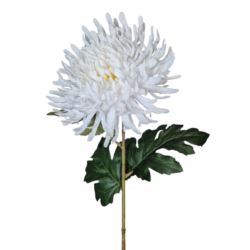 CHRYZANTEMA PŁASKA NA ŁODYDZE 65CM WHITE
