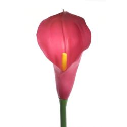 CALLA GUMA 72 CM ANA1013 BEAUTY