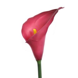 CALLA GUMA 72 CM ANA1013 BEAUTY