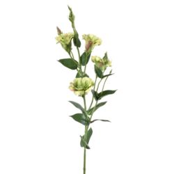 EUSTOMA GAŁĄZKA 83CM SUN345 GREEN BURN COFFE