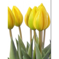 TULIPAN POJEDYŃCZY GUMOWANY