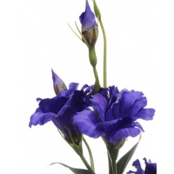 Eustoma gałązka 83cm sun345 DR.BLUE