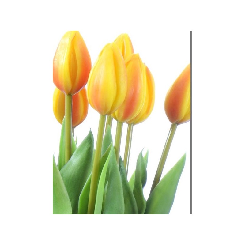 TULIPAN POJEDYŃCZY GUMOWANY