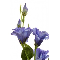 Eustoma gałązka 83cm  sun345 blue