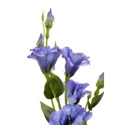 Eustoma gałązka 83cm  sun345 blue