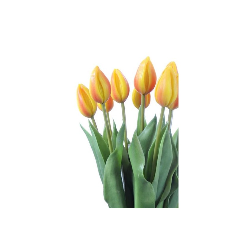 TULIPAN POJEDYŃCZY GUMOWANY