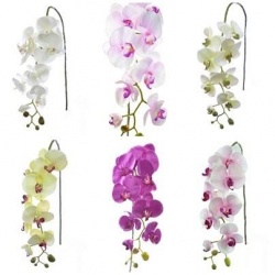 STORCZYK PHALAENOPSIS 97 SUN315 MIX ASST7