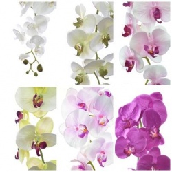 STORCZYK PHALAENOPSIS 97 SUN315 MIX ASST7