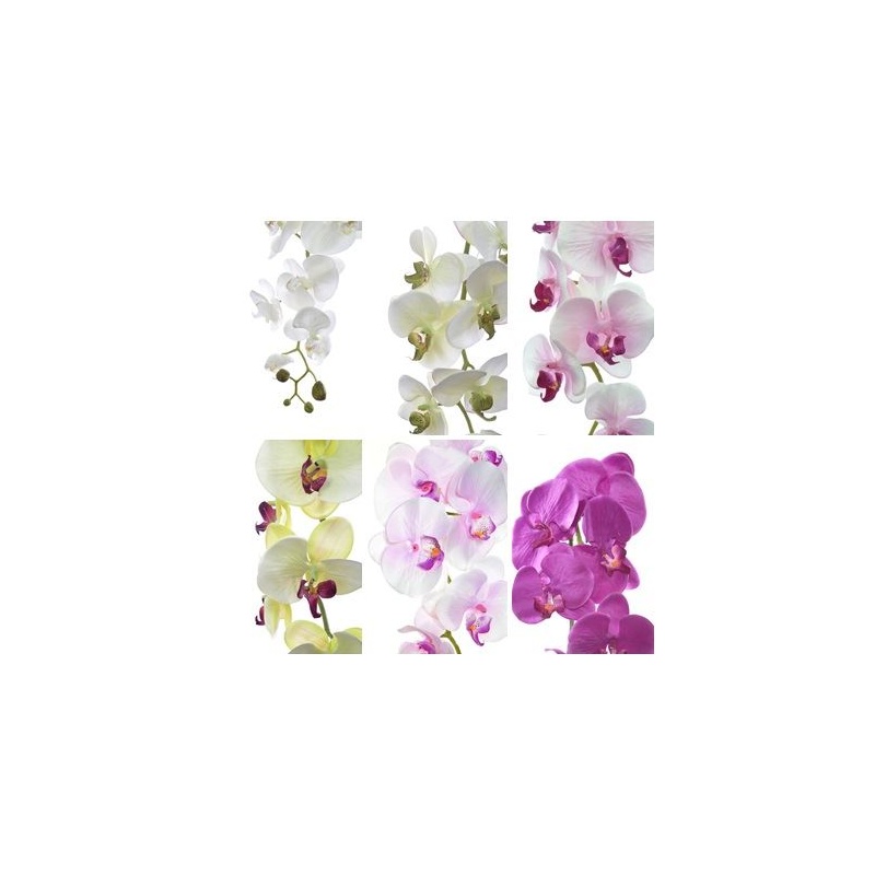 STORCZYK PHALAENOPSIS 97 SUN315 MIX ASST7