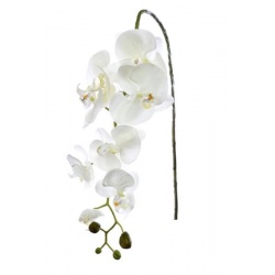 STORCZYK PHALAENOPSIS 97 SUN315 MIX ASST7