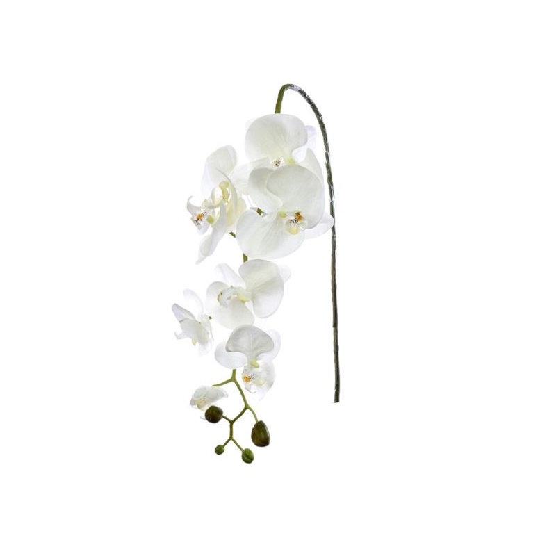 STORCZYK PHALAENOPSIS 97 SUN315 MIX ASST7