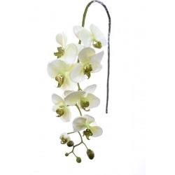 STORCZYK PHALAENOPSIS 97 SUN315 MIX ASST7