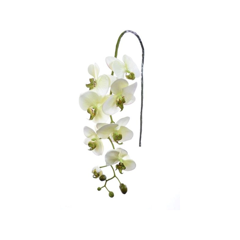 STORCZYK PHALAENOPSIS 97 SUN315 MIX ASST7