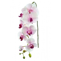 STORCZYK PHALAENOPSIS 97 SUN315 MIX ASST7