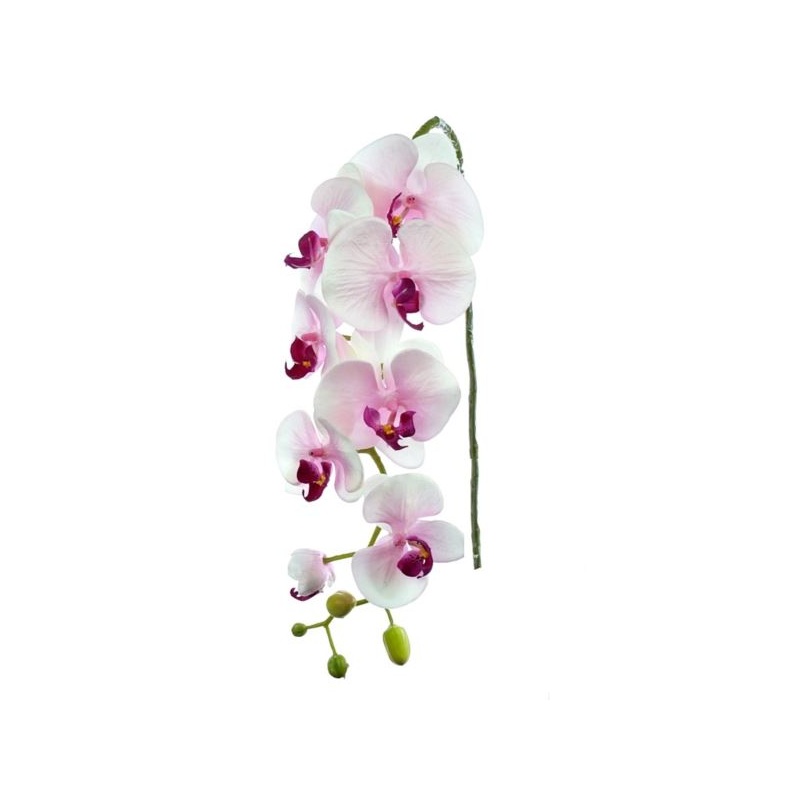 STORCZYK PHALAENOPSIS 97 SUN315 MIX ASST7