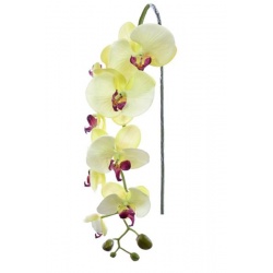 STORCZYK PHALAENOPSIS 97 SUN315 MIX ASST7