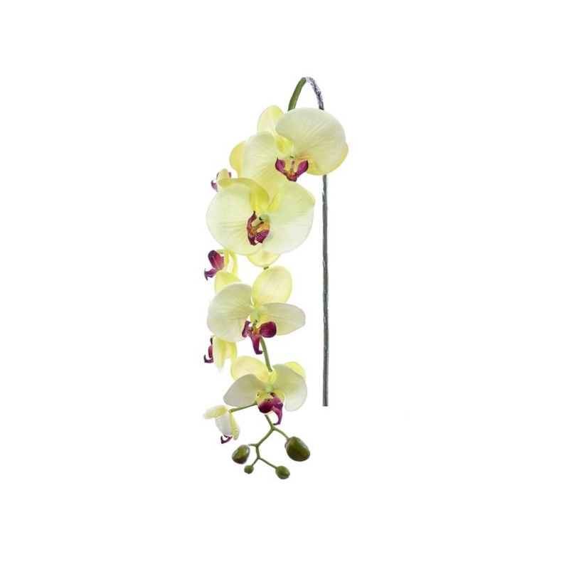 STORCZYK PHALAENOPSIS 97 SUN315 MIX ASST7