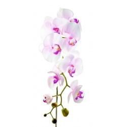 STORCZYK PHALAENOPSIS 97 SUN315 MIX ASST7