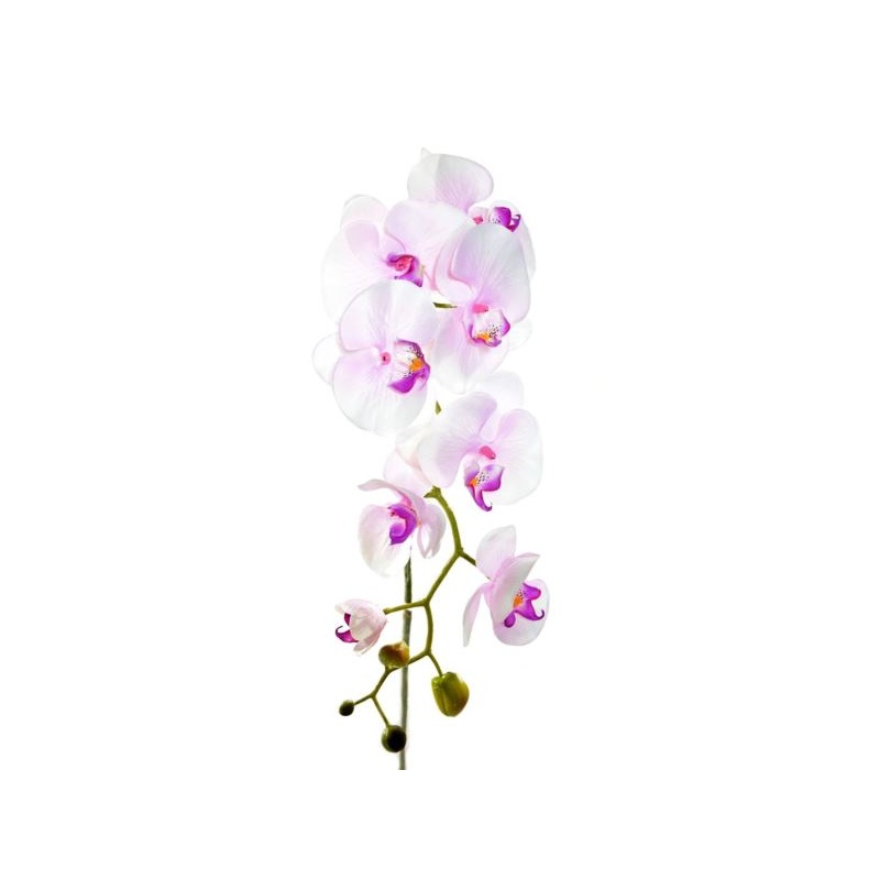 STORCZYK PHALAENOPSIS 97 SUN315 MIX ASST7