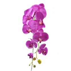 STORCZYK PHALAENOPSIS 97 SUN315 MIX ASST7