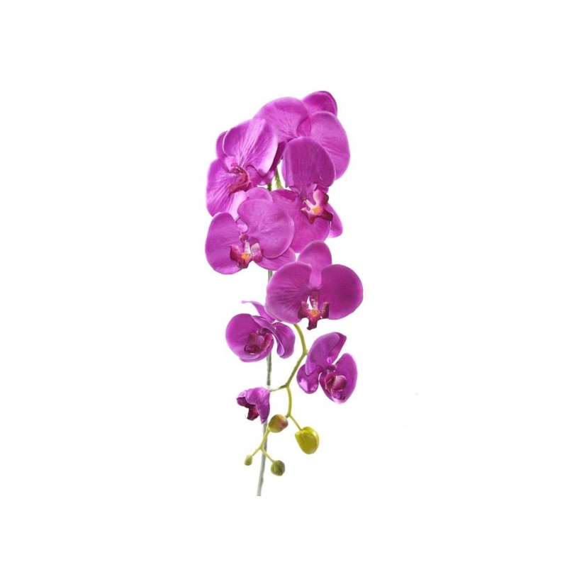 STORCZYK PHALAENOPSIS 97 SUN315 MIX ASST7